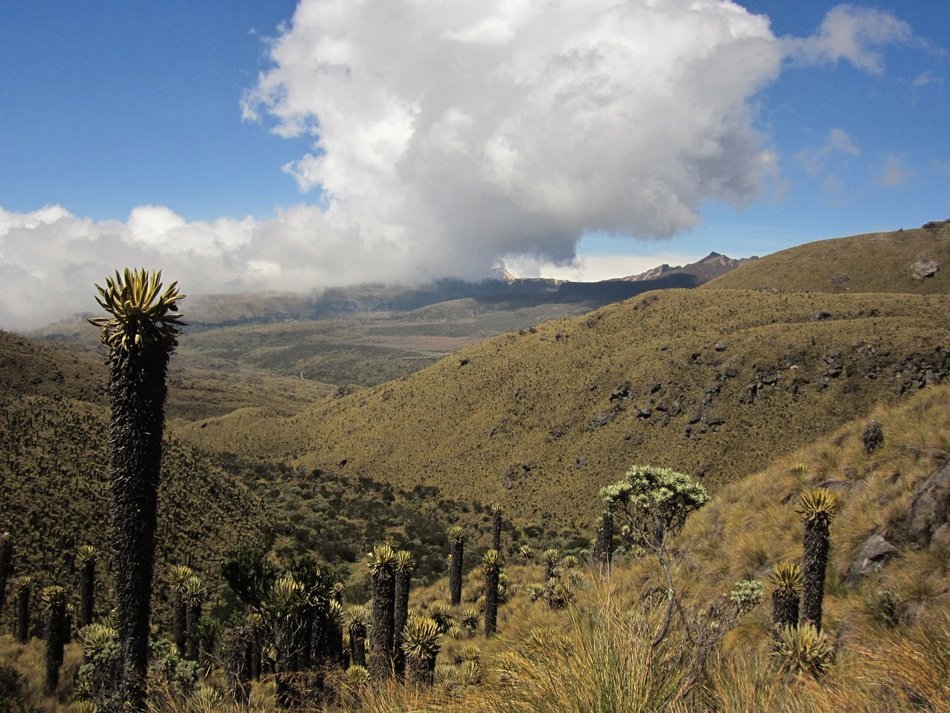 landscape of blooming cactus on the mountain side