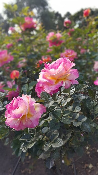 colorful roses in the garden