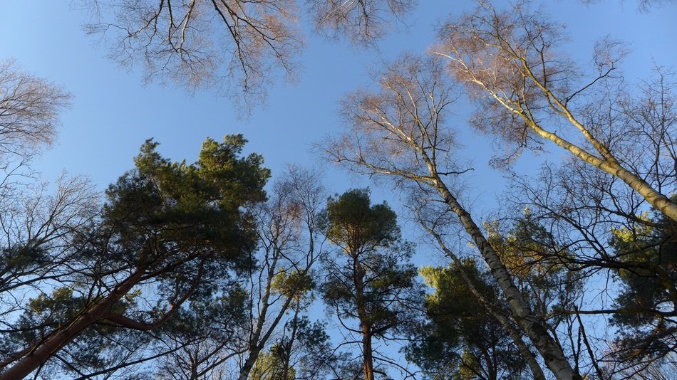 forest trees under blue sky