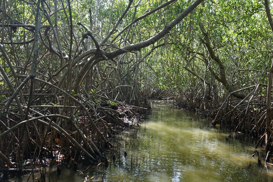 river among mangroves and other plants