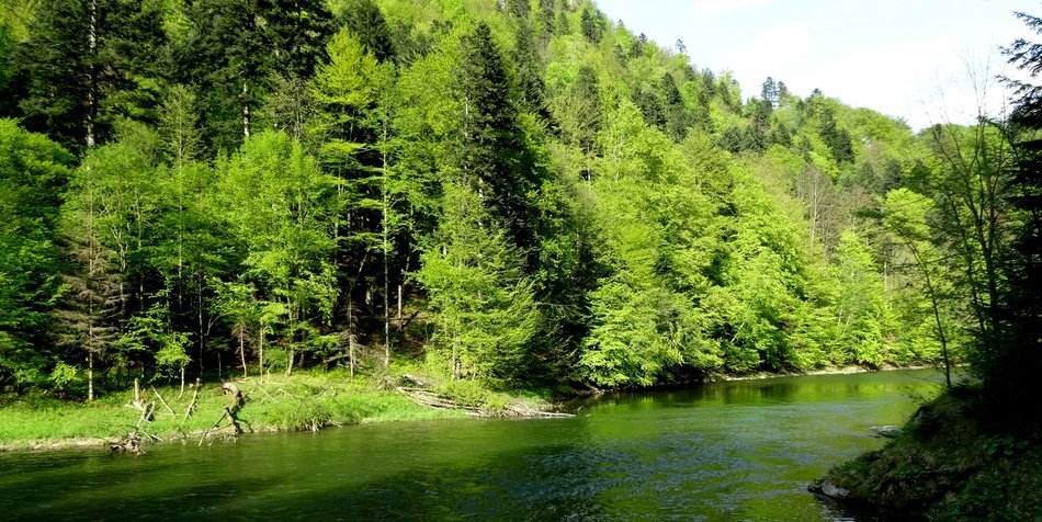 Pieniny Tree Landscape