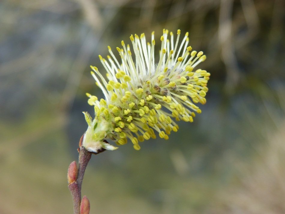 Flower Tree Seeds