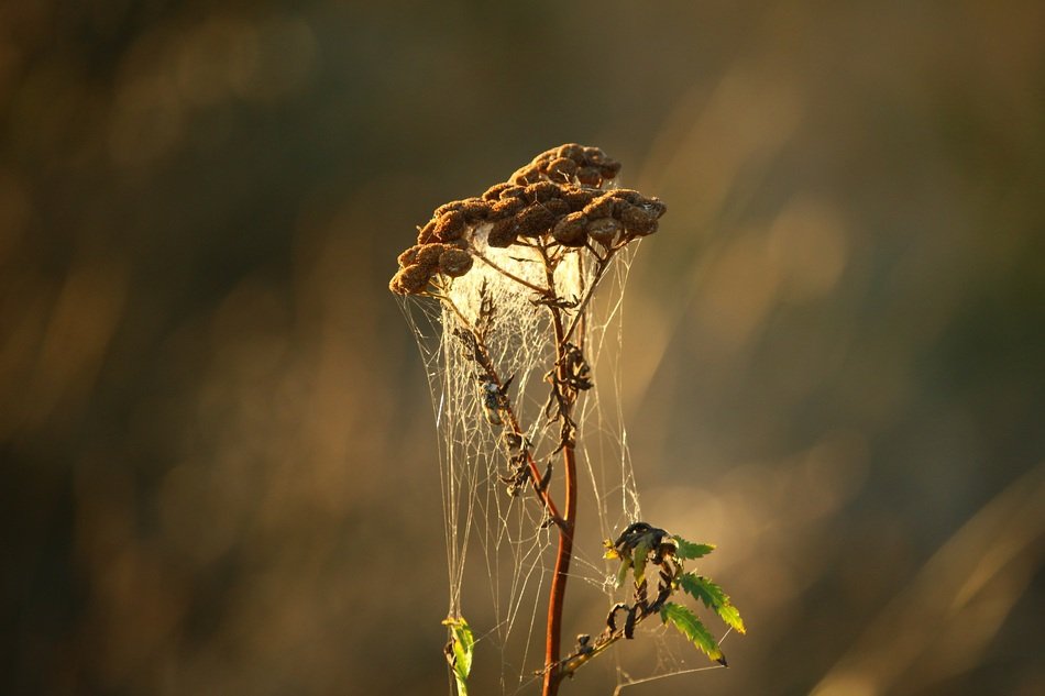 Cobweb on the tansy plant in autumn close-up on blurred background