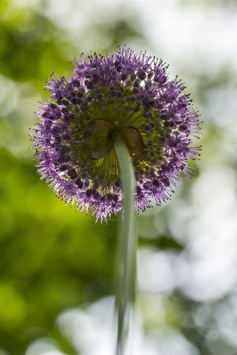 Giant Onion Flower Onion Purple