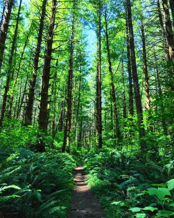 Tillamook State Forest bright green scenery