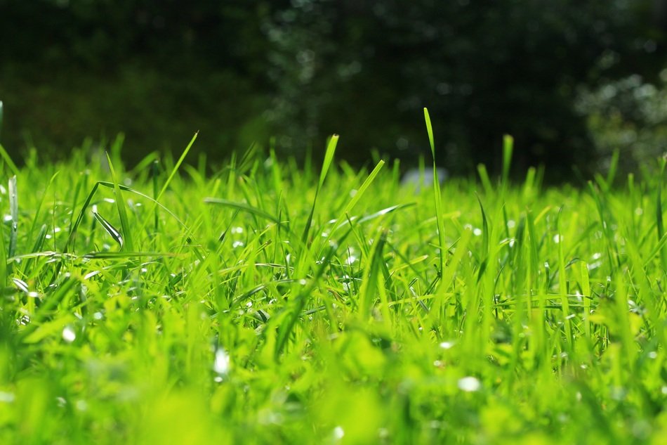 most beautiful fresh Grass