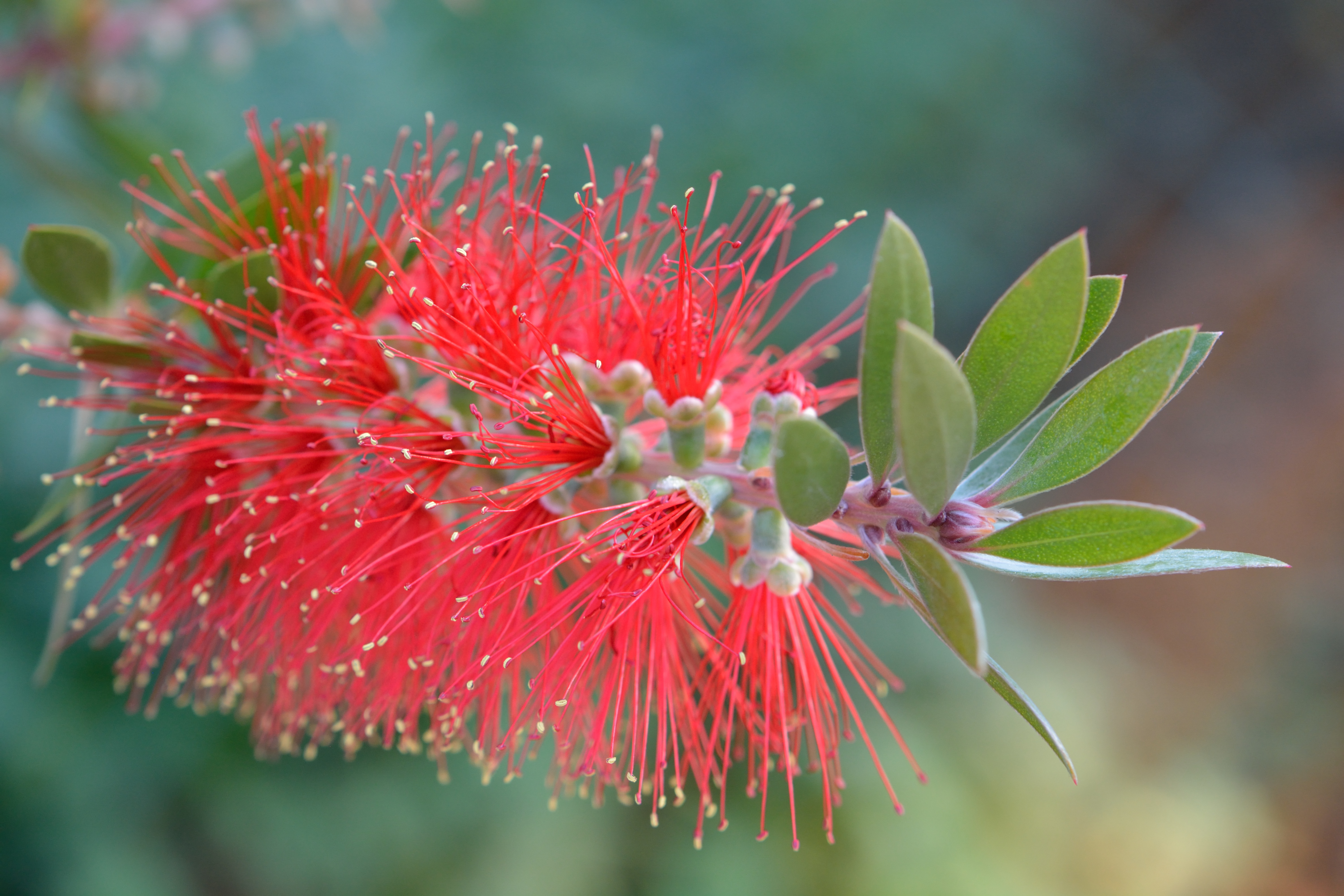 Callistemon citrinus, Red Flowers close up free image download