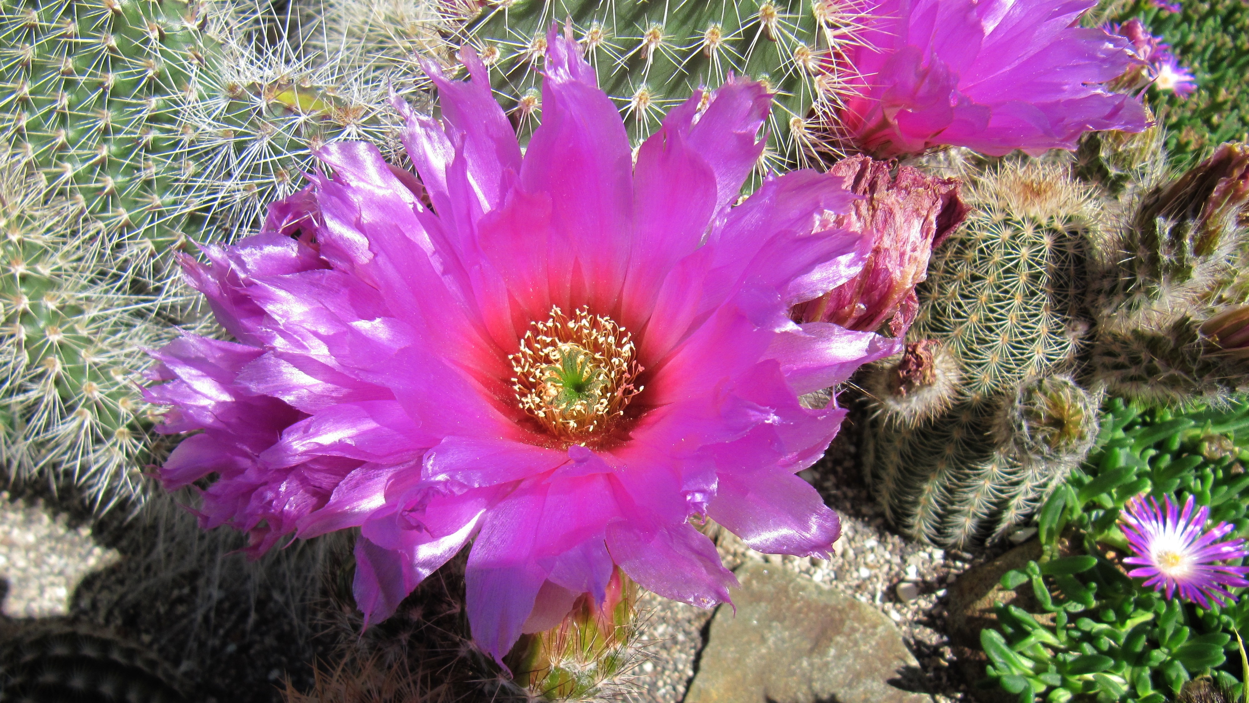 Кактус цветет фото название Photo of Purple Cactus Blossom free image download