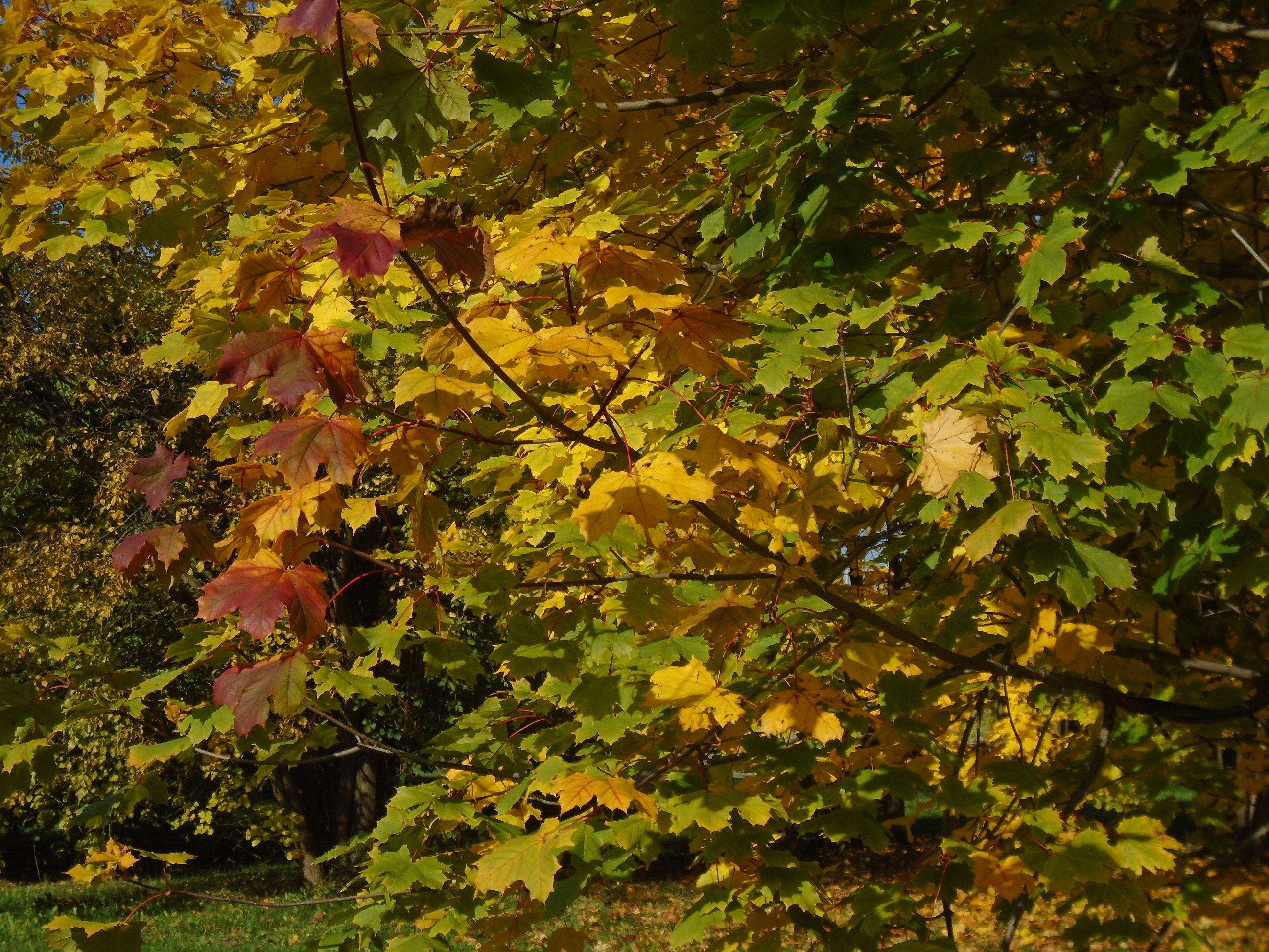 Beautiful and colorful autumn leaves in a forest in Burgundy, France ...