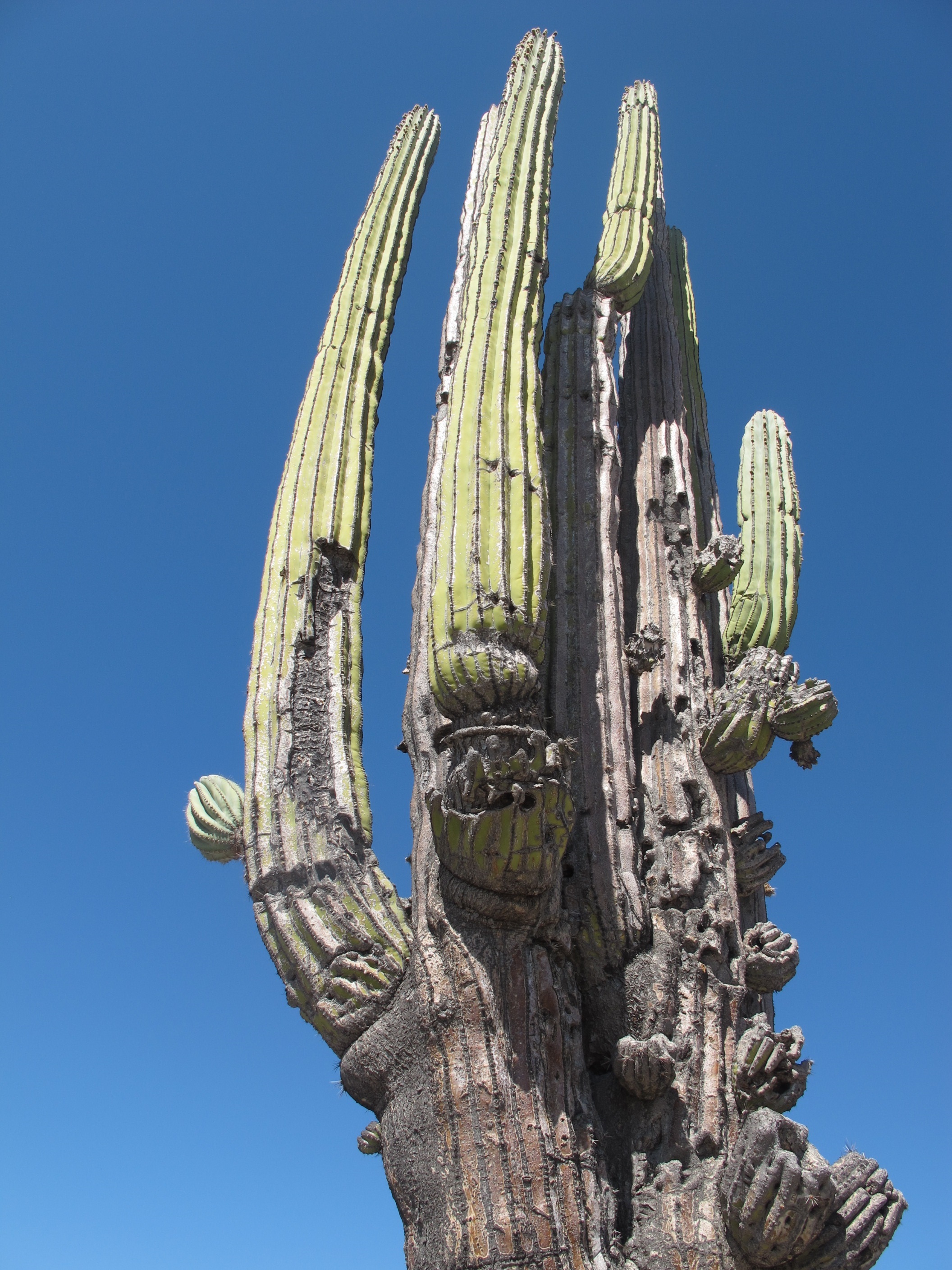 Long Cacti Against The Blue Sky In The Desert In Mexico Free Image Download   4831953 