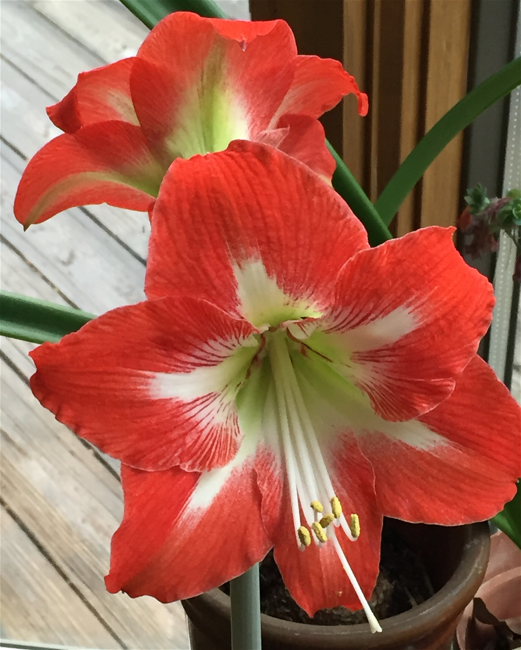 Как цветет гиппеаструм в домашних. Амариллис красный. Гиппеаструм амариллис. Цветок гиппеаструм амариллис. Амарела цветок.