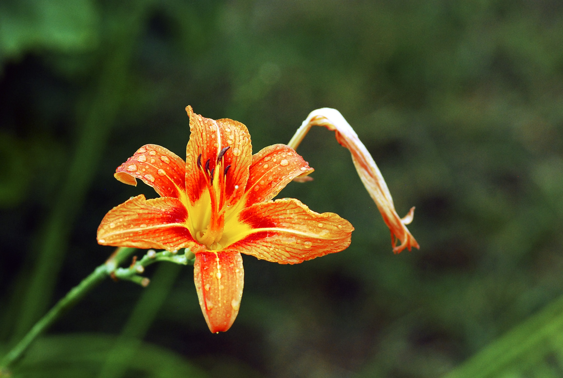 Beautıful Orange, red and yellow Lily Flower on blurred background free