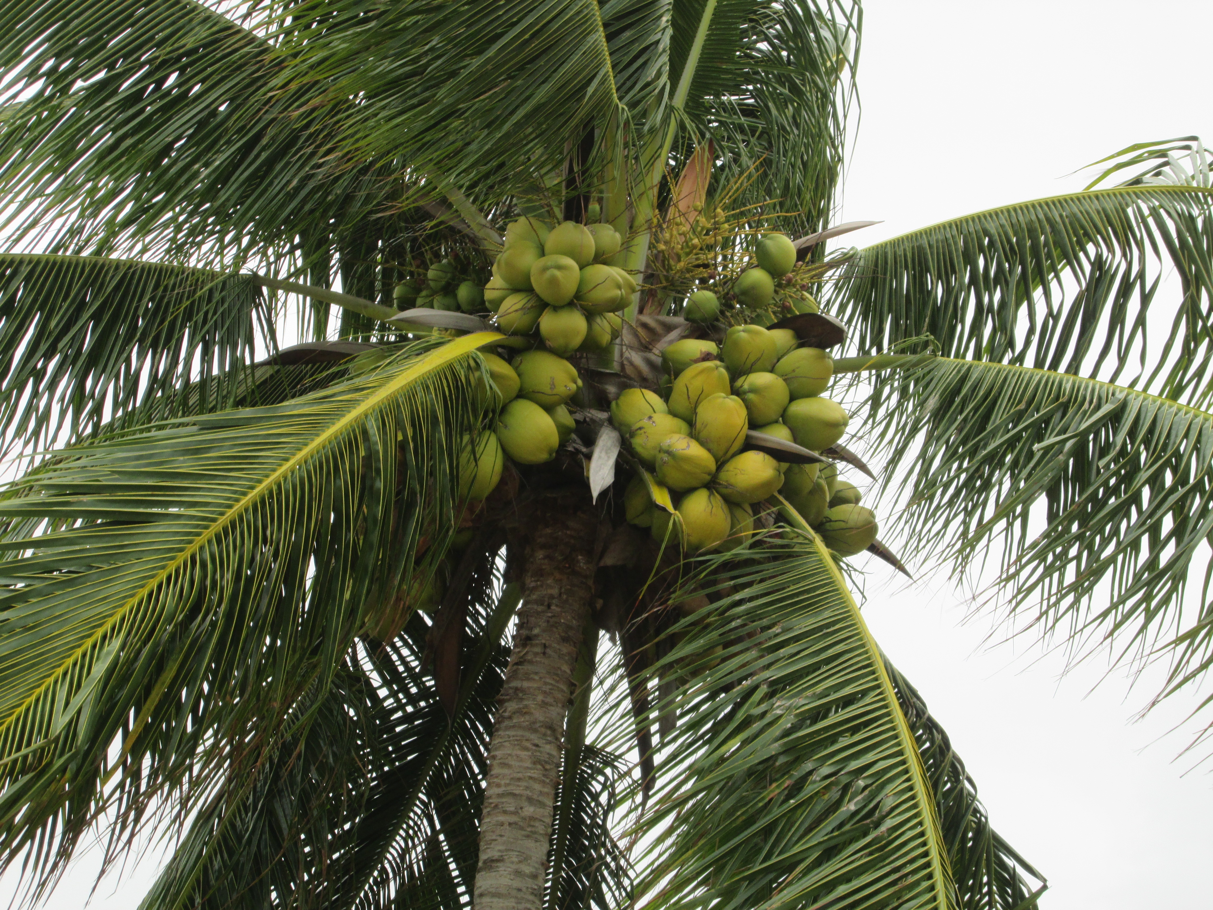 What Did The Hurricane Say To The Coconut Palm Tree