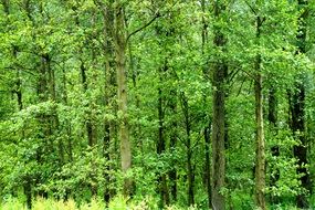 Forest Netherlands