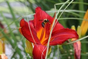 Lily Bee Pollen
