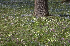 Spring Meadow Tree Park Nature