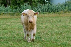 Cow on the pasture