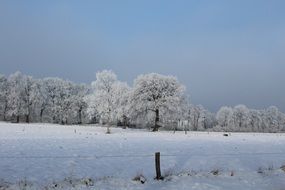 winter fairy tale among nature