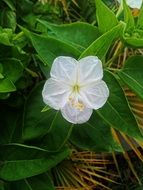 Picture of the white flower in a meadow