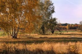 sunny day in the autumn forest