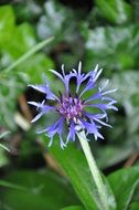 blue wild flower with sharp petals close-up