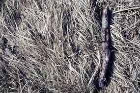 dry grass in bright sunlight
