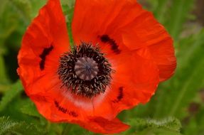 Flower Poppy Red