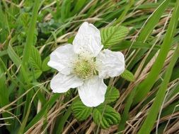 Small white flower in spring