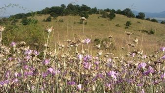 purple flowers in the meadow