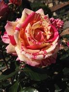 bicolor garden rose