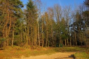 clear sunny day in the forest