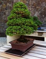 bonsai is a tree in miniature for the garden