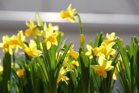 Beautiful blooming yellow flowers with green leaves