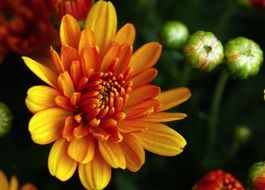 delightful beauty Chrysanthemums
