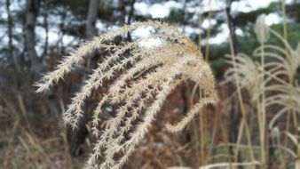 delightful Silver Grass