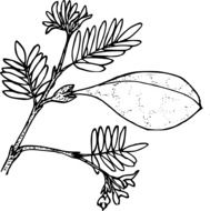 isolated drawing of a wild forest flower