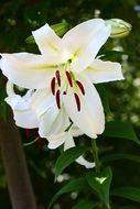 white lily on a flowerbed in the garden