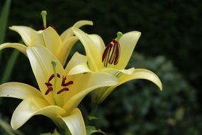 family of pale yellow lilies close-up