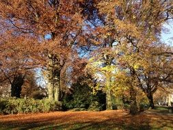 Autumn Day Leaves