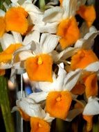 Orchid Flower Bright orange white