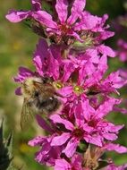 bumblebee on a pink wildflower