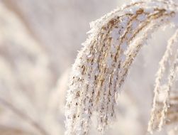 frozen Winter Reed closeup