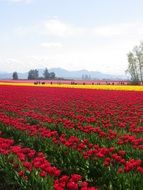landscape of bright colorful Tulip Fields in countryside
