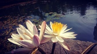 two bright lotuses on a pond close up