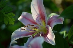 white pink lily