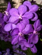 Orchid Flower Bright Violet blossoms