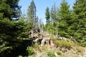 perfect beauty Forest Nature