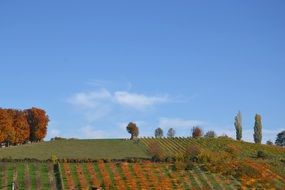 panoramic view of autumn trees, rural field
