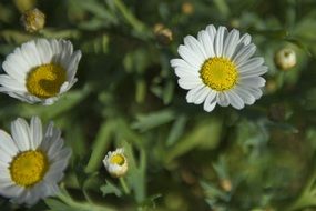 white garden daisies in spring