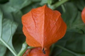 macro photo of Natural orange flowers in a garden